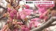 常磐共同火力勿来発電所の河津桜　２～３分咲に　例年より2週間早く24日に開花宣言　福島・いわき市