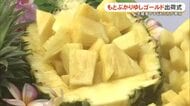 芯まで食べられる！ブランドパイン「もとぶかりゆしゴールド」出荷式