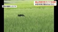 目の前の道路にクマ とっさにカメラを回し撮影「水田を飛び跳ねるように走っていった」富山市婦中町小長沢