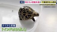 希少な「インドホシガメ」など密輸か　17歳男子高校生と男ら3人を逮捕　男子高校生がタイから帰国時、スーツケースからカメなどが見つかり発覚　SNSで知り合ったか
