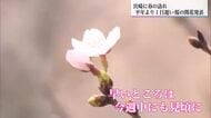 宮崎にも春の訪れ　宮崎地方気象台が桜の開花を発表　平年より1日遅く去年と同日