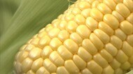 生で食べられる!トウモロコシ収穫始まる フルーツのような甘さとは?【岡山・総社市】