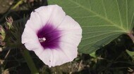 富山市の畑で珍しい花! サツマイモの花が咲いた…なぜ?