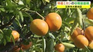 100年以上続く「大藪ミカン」 92歳の先輩から畑を引き継いで…【岡山・玉野市】