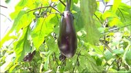 一般的なナスの3倍の大きさも!伝統野菜「桐岡ナス」収穫【佐賀県多久市】