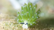 頬がピンクの「ホホベニモウミウシ」がかわいい…でもどこまでが体?専門家に生態を聞いた
