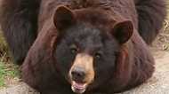 前世は猫? “香箱座り”のクマに飼育員もビックリ!