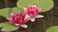 倉敷市の大原美術館でモネのスイレンが見ごろ 赤や黄色の花が咲く【岡山・倉敷市】