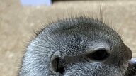 ご飯に集中するリスの頭が「ぱやっぱやっ!!」赤ちゃんの髪の毛みたいで愛おしい…いつも“パヤ毛”なのか聞いてみた