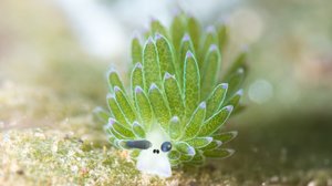 頬がピンクの「ホホベニモウミウシ」がかわいい…でもどこまでが体?専門家に生態を聞いた