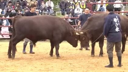 闘牛大会、迫力ある取組で観客魅了　東北唯一久慈市で開催　岩手県