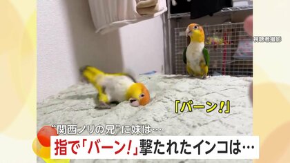 “関西ノリ”する芸達者インコ登場！指で「バーン！」撃たれ…「やられたー」とゴロン　3日で習得した完璧リアクションで770万回再生