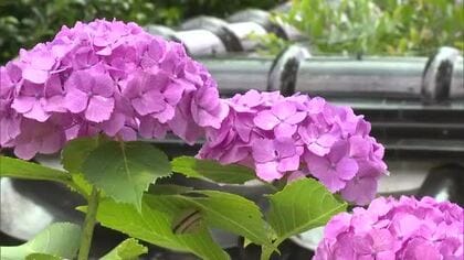 津山市の「あじさい寺」　長法寺でアジサイが見ごろ【岡山】