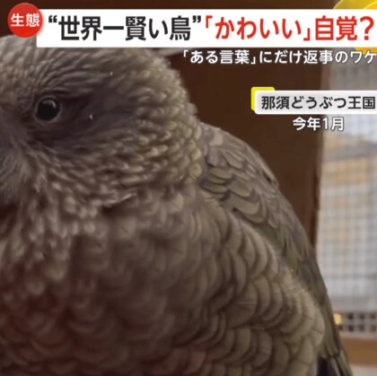 「かわいいね」にだけ返事をする鳥！“美人”を自覚？　“世界一賢い”ミヤマオウム、返事の理由は繁殖期か　栃木・那須どうぶつ王国