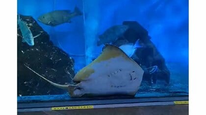エイが“電池切れ”？水面に向かって優雅に泳いでいたのに急に落下…普段からよく見る光景なのか水族館に聞いた