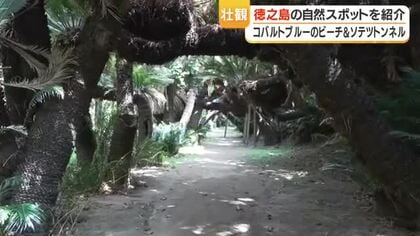  徳之島で出会う“南の絶景”　畦プリンスビーチのコバルトブルーと金見崎の200mソテツトンネル