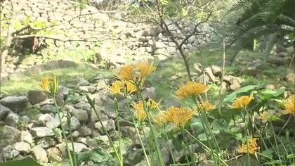 今帰仁村で秋の訪れ告げるショウキズイセン咲き始める