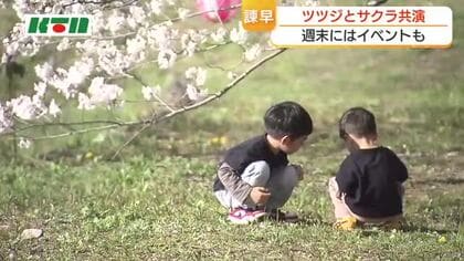 車の中から楽しめるサクラのトンネル　各地で満開　ツツジとの共演が楽しめる名所も