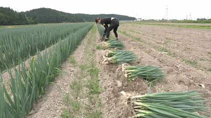 柔らかくて甘い「秋田わかまるねぎ」収穫最盛期　秋田市・潟上市・男鹿市だけで生産される初夏限定のブランドネギ　生産者倍増で関東・関西へ販路拡大中