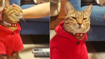 お母さんには仏頂面・お父さんにだけ“デレる猫”の態度が違いすぎる…いつもこうなの?聞いてみた