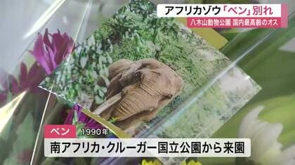 「天国でもたくさん食べて」人気ゾウ「ベン」死ぬ　八木山動物公園の国内最高齢アフリカゾウオス36歳