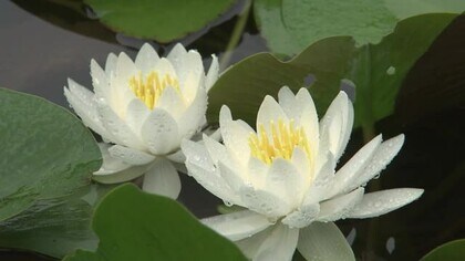梅雨空の下、白く可憐な「スイレン」　万葉の里・味真野苑で2500株が見頃　観賞は午前がおすすめ【福井・越前市】