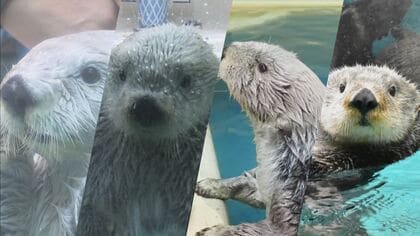 ピーク時122頭が国内わずか4頭に…水族館のラッコが“絶滅の危機” 輸入も