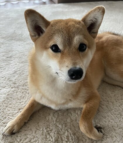 散歩中に立ち寄る“おっちゃん”に大好きを全力で伝える豆柴…飼い主が