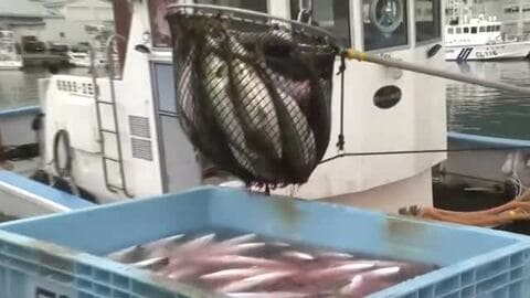 水温が下がり脂乗る…年末年始に向け『養殖ブリ』の出荷が最盛期 5kg程に育ったものを次々水揚げ 三重県尾鷲市