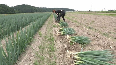 柔らかくて甘い「秋田わかまるねぎ」収穫最盛期　秋田市・潟上市・男鹿市だけで生産される初夏限定のブランドネギ　生産者倍増で関東・関西へ販路拡大中