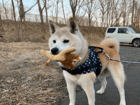 これじゃなきゃダメ 大きな食パン をくわえて散歩する柴犬がかわいい もっと驚きのモノもあった