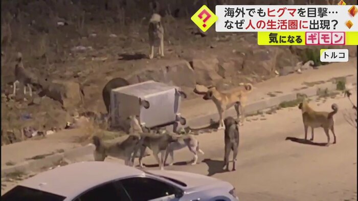 野良犬に囲まれても見向きもせず、ごみをあさり続けるクマ