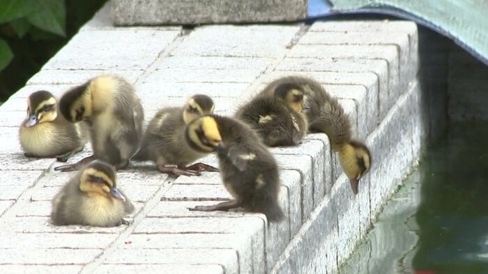 飛び込みをためらうヒナも…