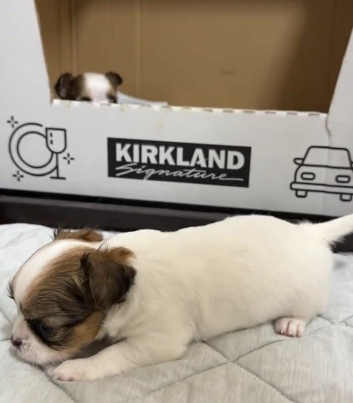 「産箱」から脱走する子犬ちゃん