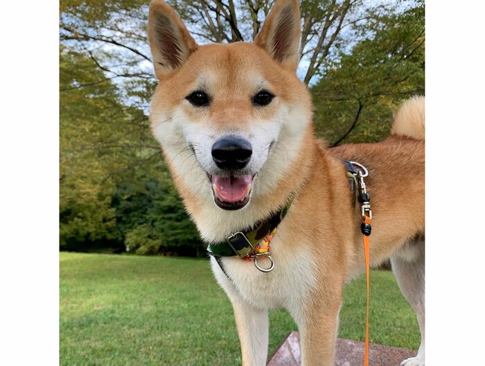 提供:柴犬 しんさん