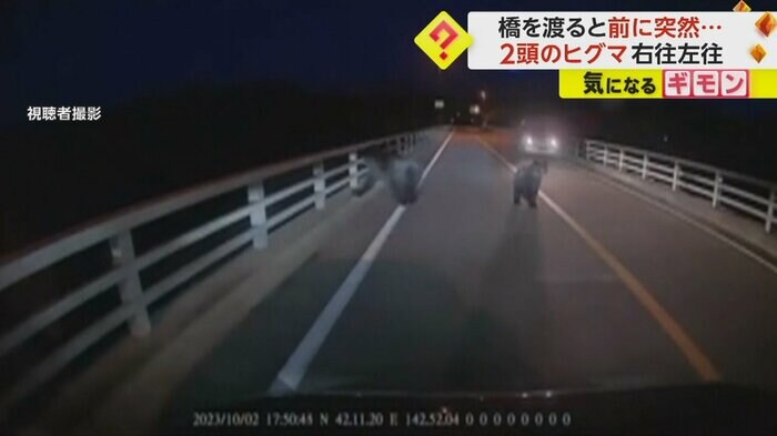 クマが右往左往している