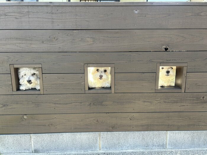 (画像:飼い主さん提供)