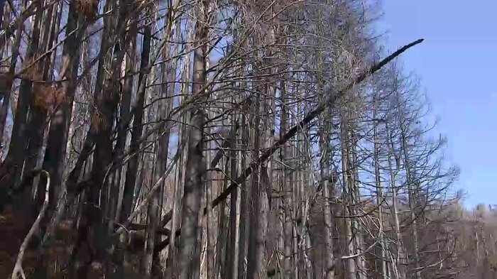 火災により枯死し倒木の危険性