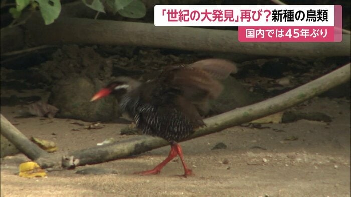 45年前に発見された「ヤンバルクイナ」