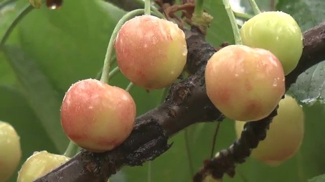 作業が増え忙しくなったがチャンスととらえている