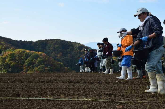 種まきはすべて手作業
