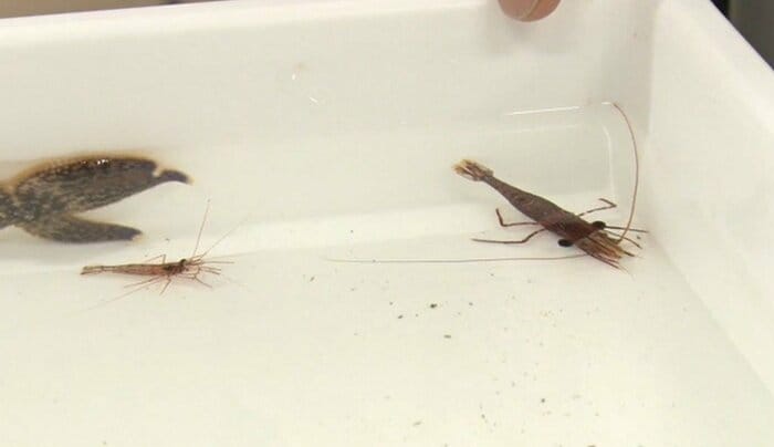 2月の調査で見つかった「ヤイトサラサエビ」や「アカシマモエビ」