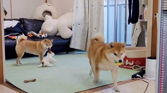 逃げ出すこむぎくん
