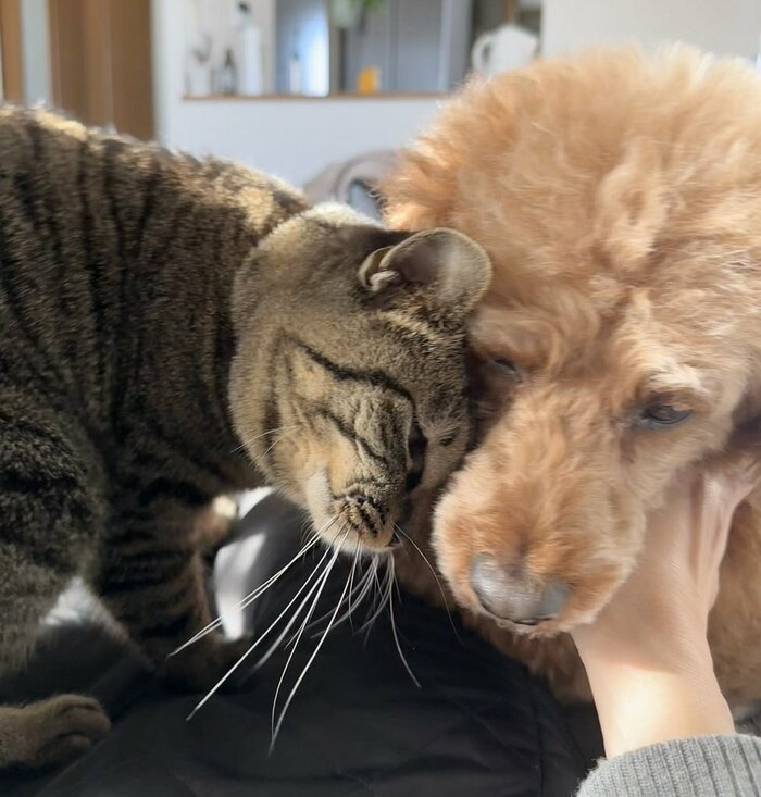 “兄”犬のリクくんが大好き