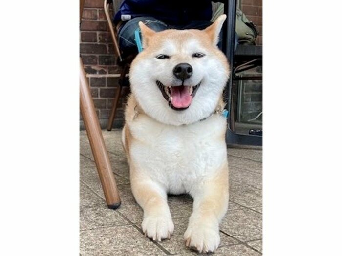 普段のハナコちゃん
