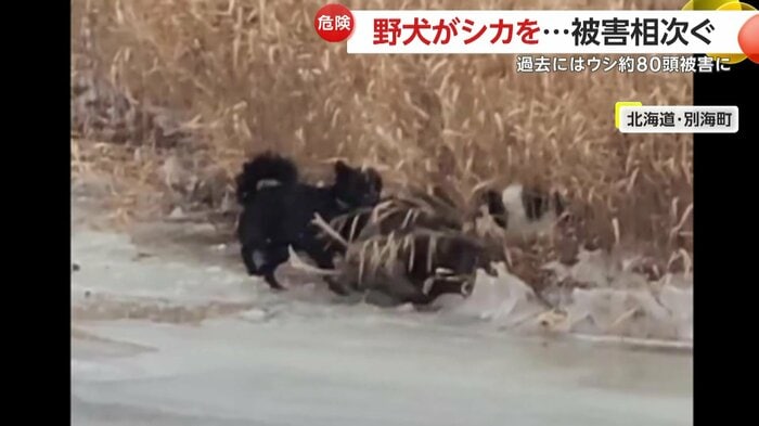 シカが後ろ足で野犬を蹴る瞬間(映像提供:視聴者)