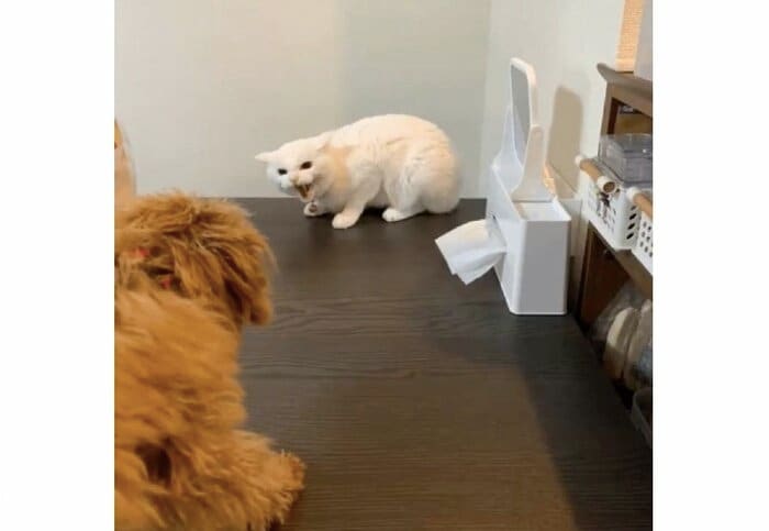 妹宅の犬と初対面(提供:ハク様)
