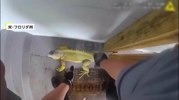 大暴れで抵抗していたイグアナ（Daytona Beach Police Department）