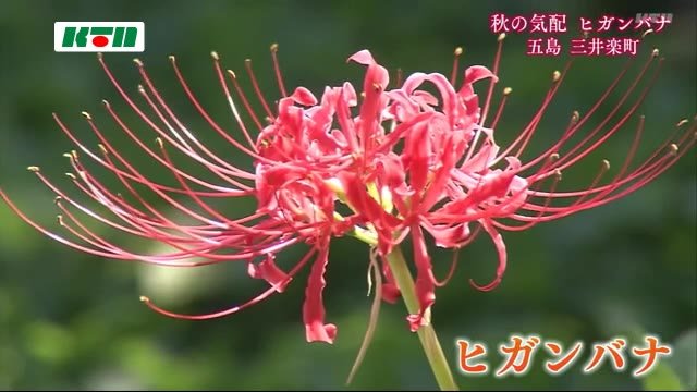 長崎県内は次第に秋の気配 ヒガンバナ咲き始める