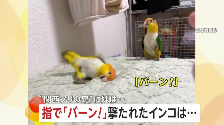 “関西ノリ”する芸達者インコ登場！指で「バーン！」撃たれ…「やられたー」とゴロン　3日で習得した完璧リアクションで770万回再生｜FNNプライムオンライン